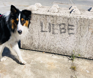 Der Collie Naya, Rolands Hund vor einem Betonstein auf dem "Liebe" steht.