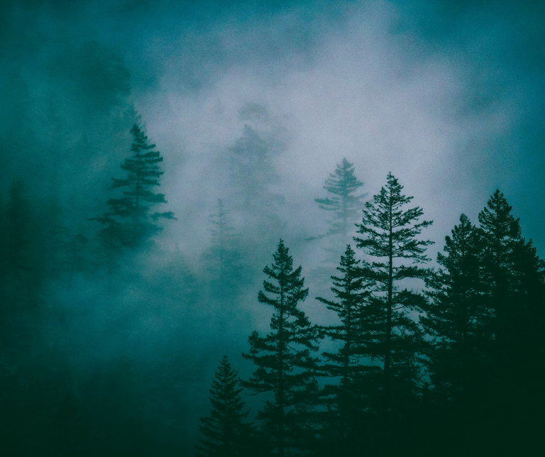 Silhouetten von Tannen im Nebel